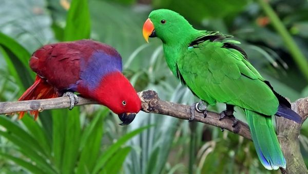 Eclectus_roratus Parrot Parrot Parrot-kopen-kopen-papegaai wallpaper kleurrijke Parrot