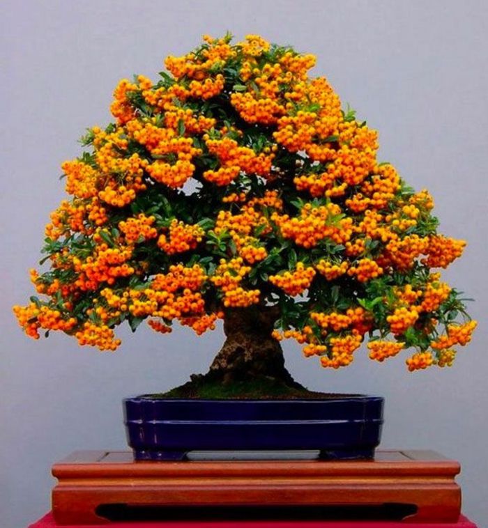 Firethorn bonsai drzewa pomarańczowe owoce