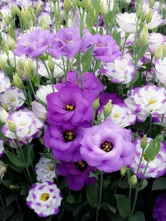 Garden-polni z belo-in-vijolično cvetje