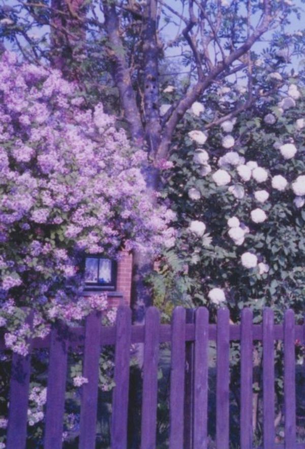 Fence-in-bel-colore viola