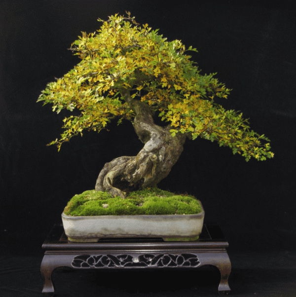 Herbstfärbendes lapija bonsai
