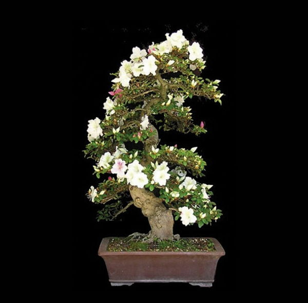 Stor-blomstring bonsai