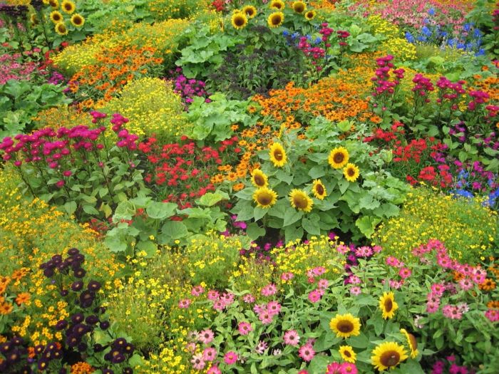 Hamilton Gardens britânicos girassóis flash-cor linda flor