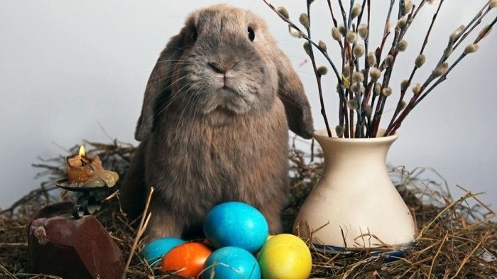 Ozadje Velikonočni s kuncem med vazo in jajci
