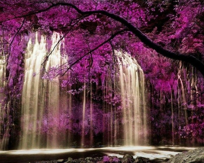 Tapeta Wodospad z purpurowych roślin