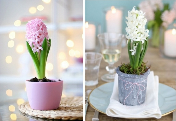 Hyacint, biely a ružový-frühlingsblüher-črepníkové rastliny
