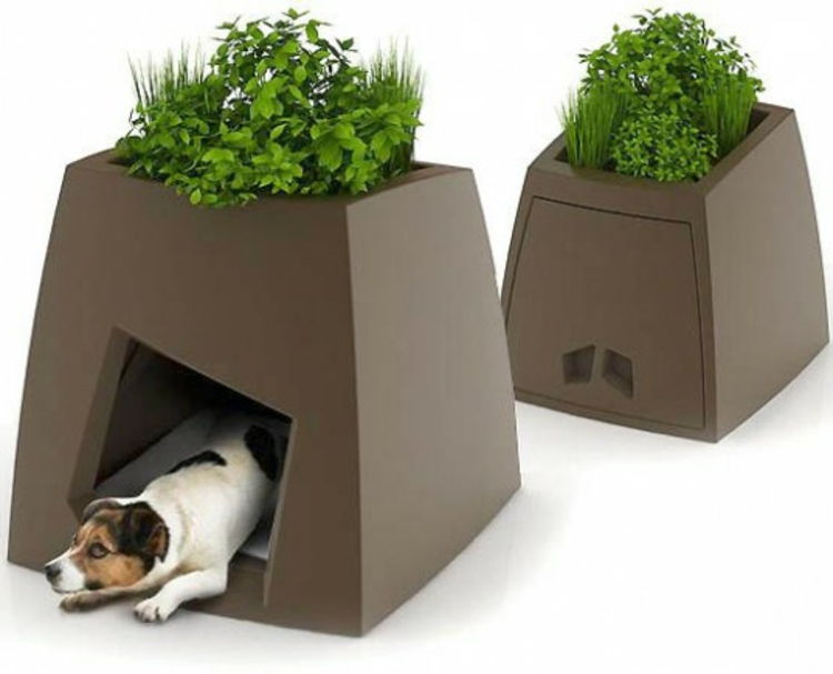 dog-house-of-špeciálny-art-as-vedierko-rastlina-chic-funny-praktického