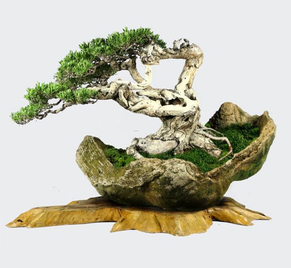 Komposisjon-in-bonsai med Shell