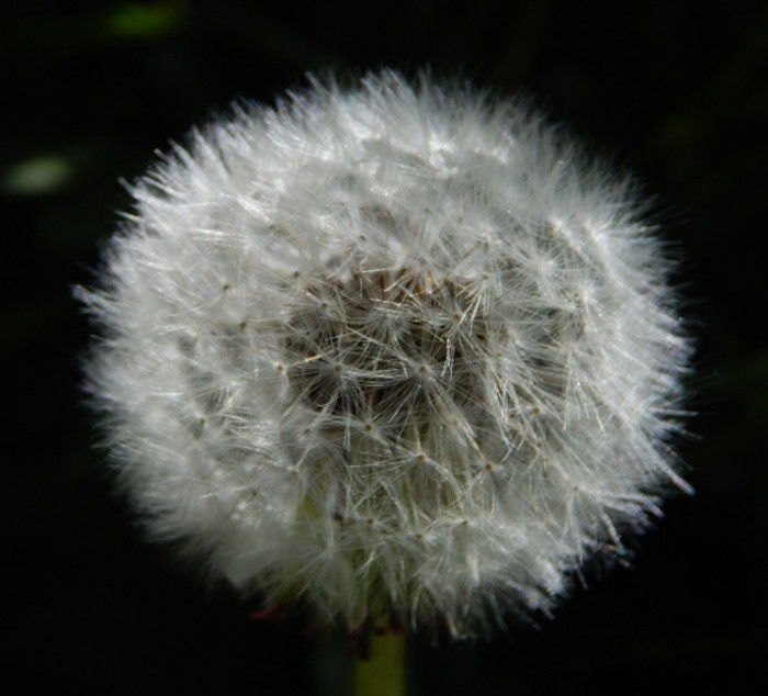 Descrizione Dandelion capite of-the-fiore