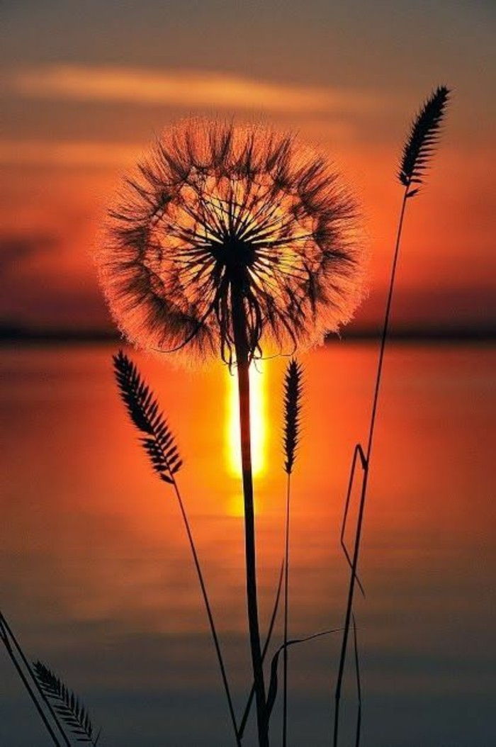 Dandelion Picture at-a-tramonto