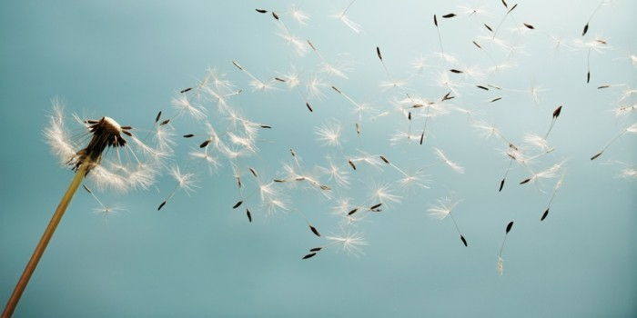 Dandelion Immagine il Seme fly-in-the-vento