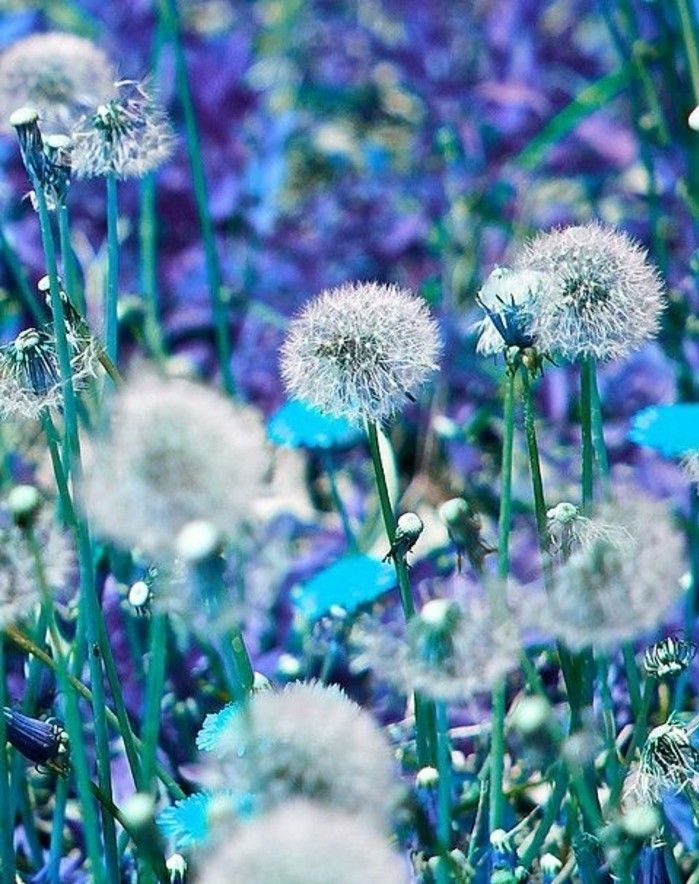 Dandelion Immagine con-altri-viola fiori