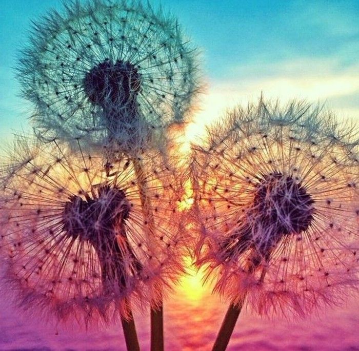 Dandelion Immagine con-molti-colori