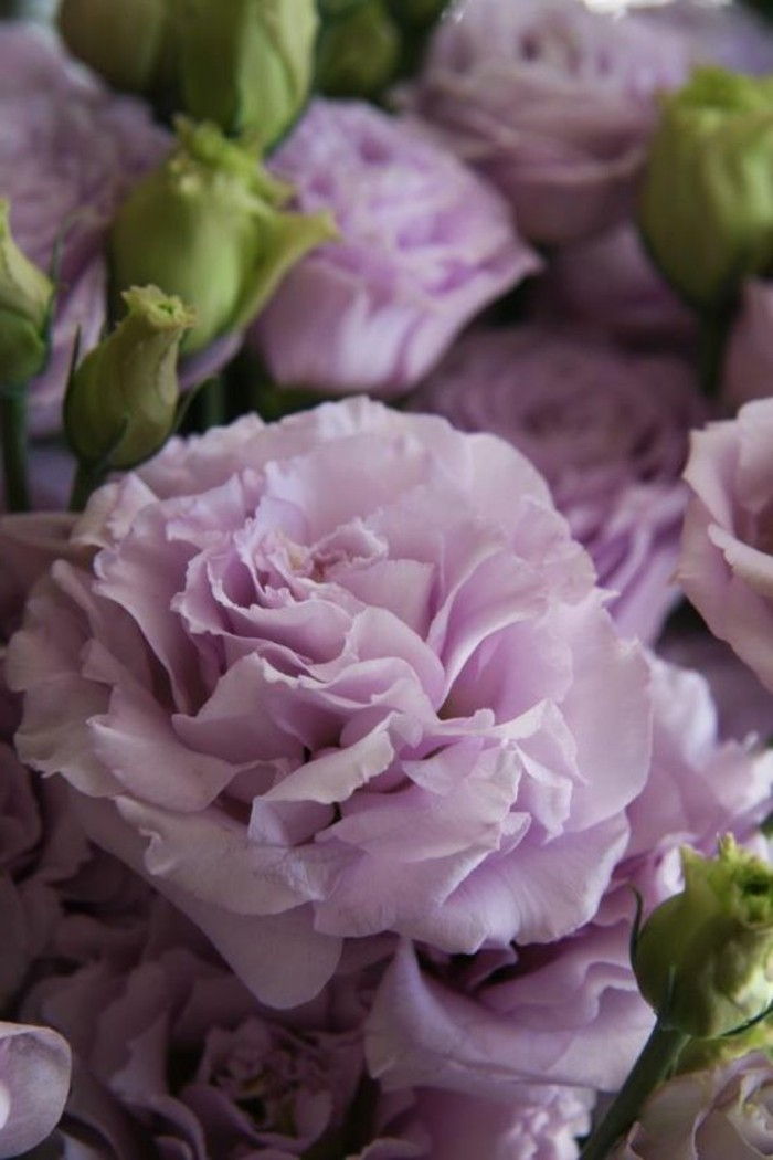 Lavendel-lisianthus-in-romantisk-lilla nyanse
