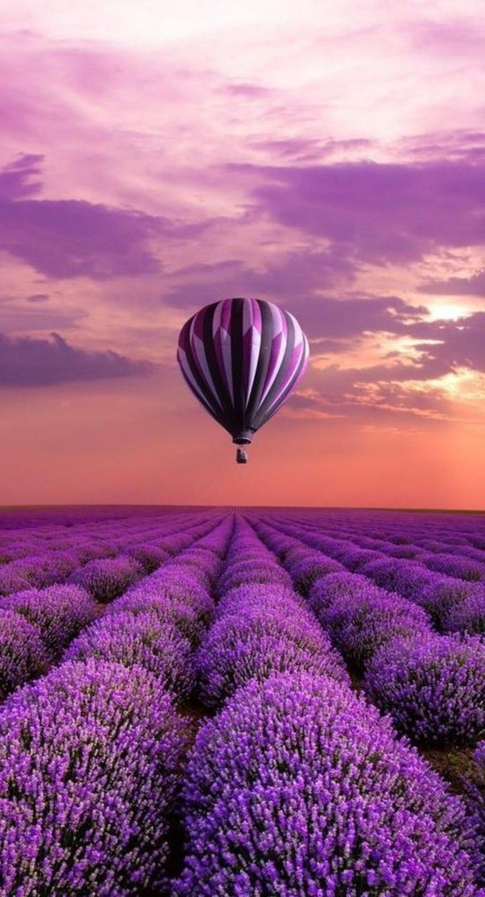 Balon-letenje-over-Lavender field