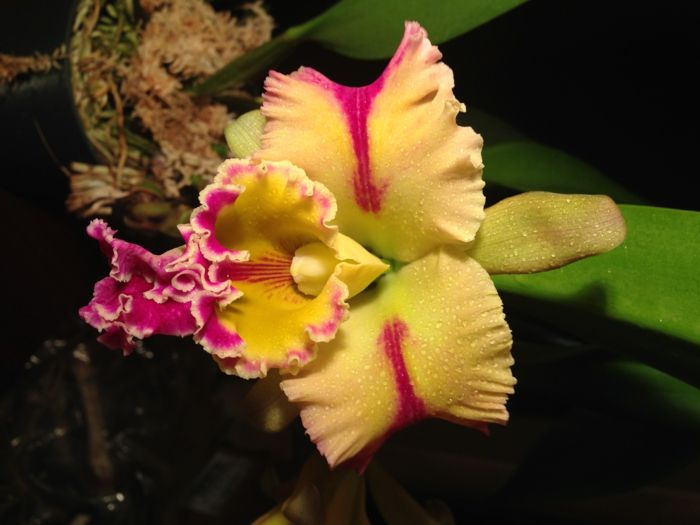 Orhideen druhy, žltej a ružovej