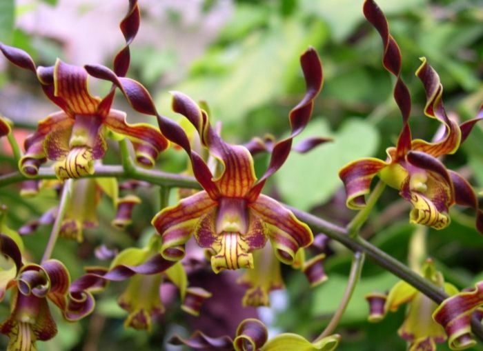 Orhideen druhovo fialovo-zeleno-žltý