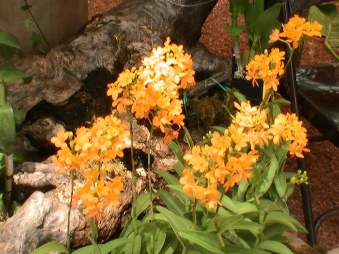 Orhideen druhovo oranžovo-next-the-tree