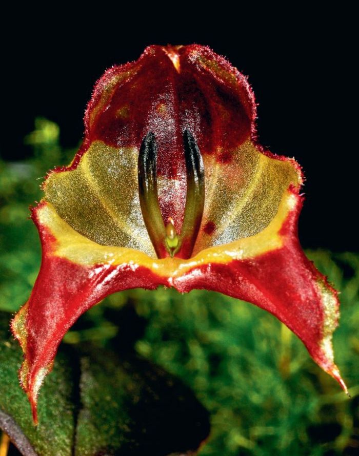 Orhideen druhovo červeno-zelenej farby