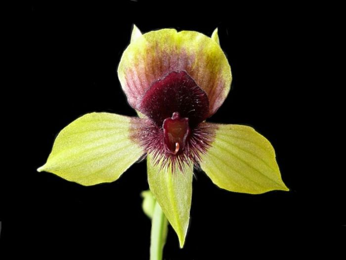 Orhideen druhovo black-background-žltý
