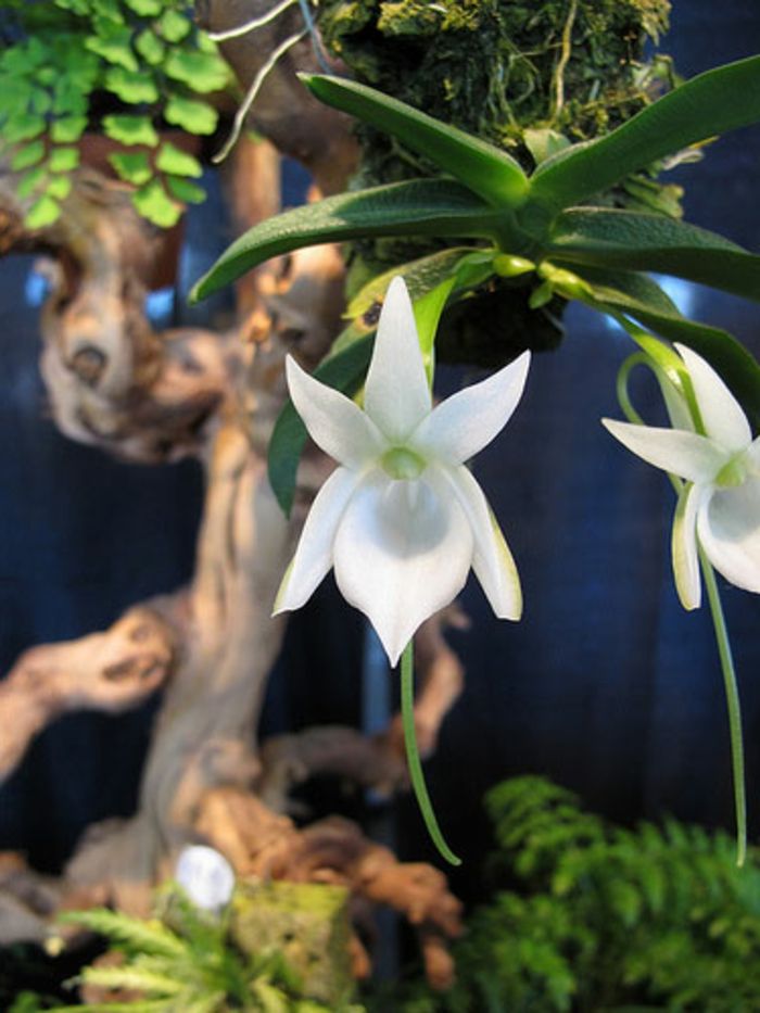 Orhideen druhovo biely strom v pozadí