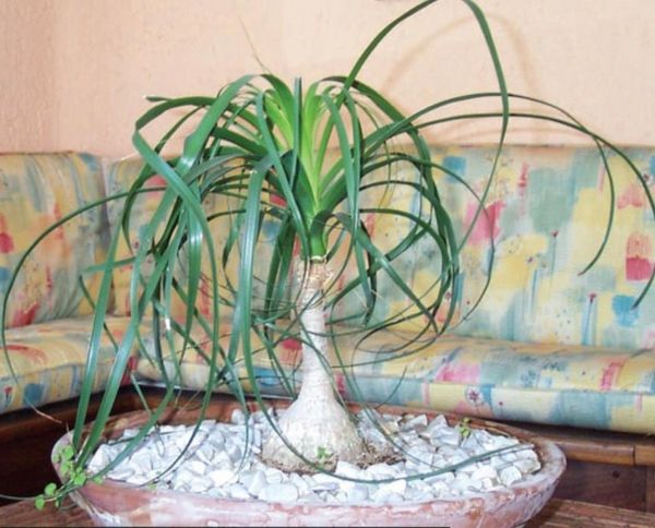 linda planta verde na mesa ninho na sala de estar