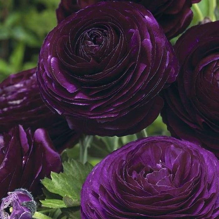 Ranunculus-in-vakker-mørk lilla nyanse