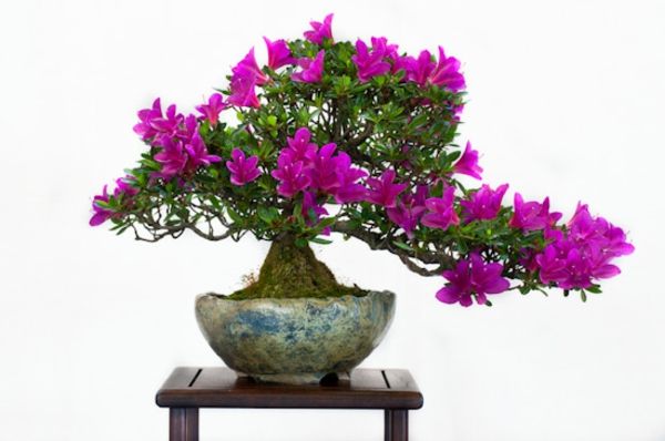 Violet-išpūstas bonsai rūšys