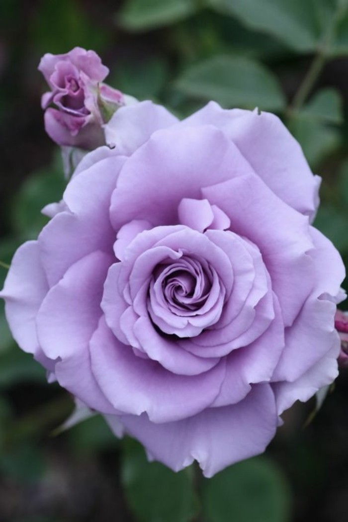 Rose-in-romantisk-lilla farge