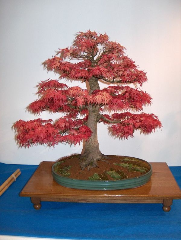 Rotlaub-in-bonsai