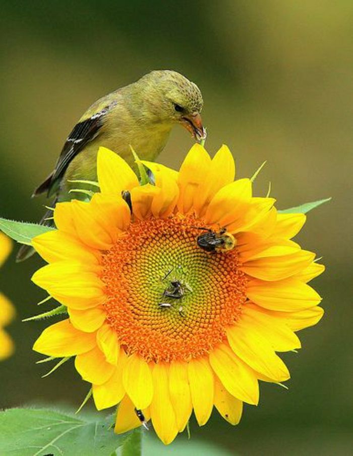 Saulėgrąžų Bičių paukštis ekrano gamta