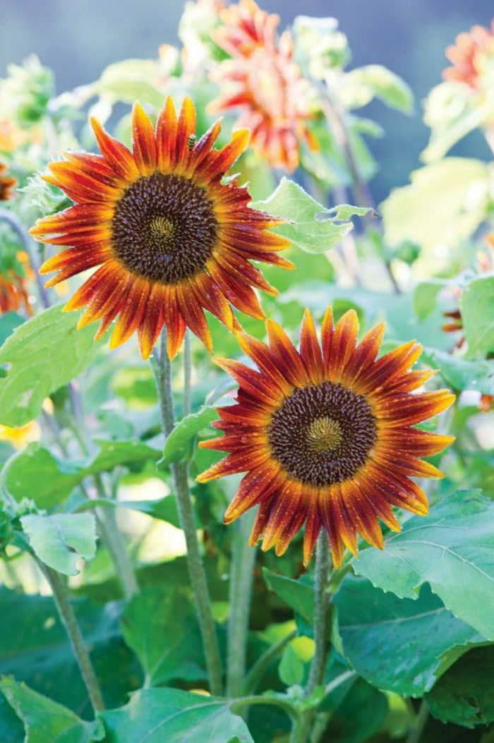 Sun Flower Stilius oranžinės spalvos įdomus