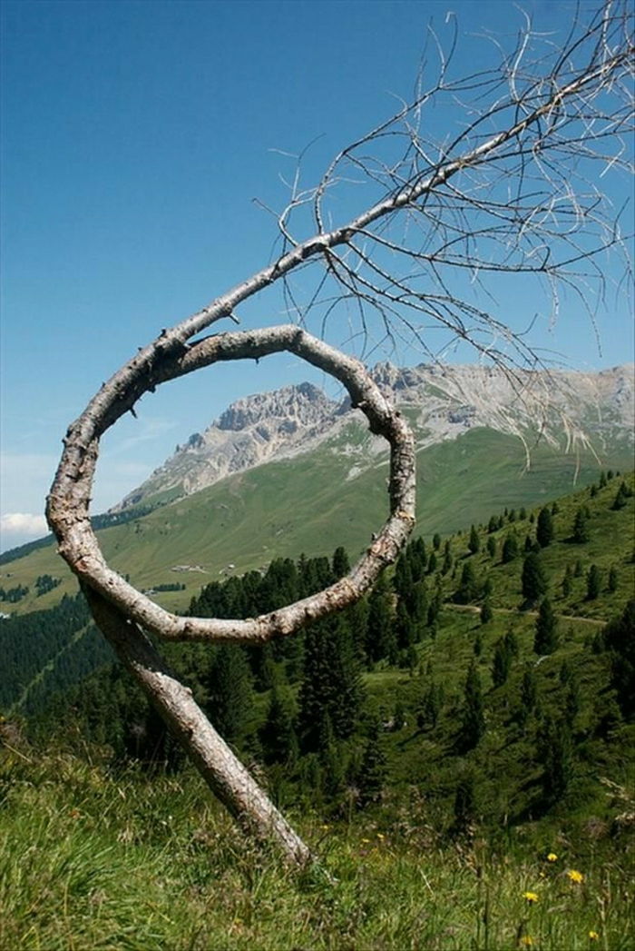 Wiese-anelada árvore Natureza