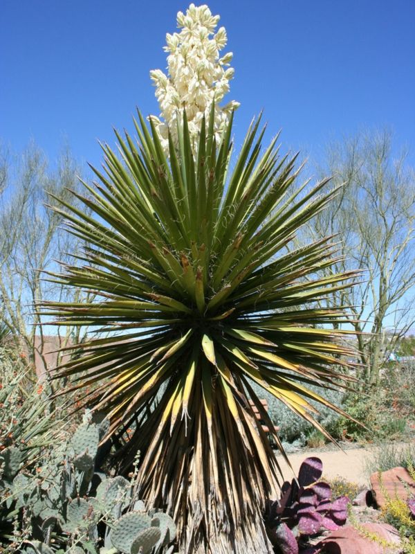 Yucca_schidigera_yucca-dlani-lepa-rastlina-by-od znotraj in zunaj