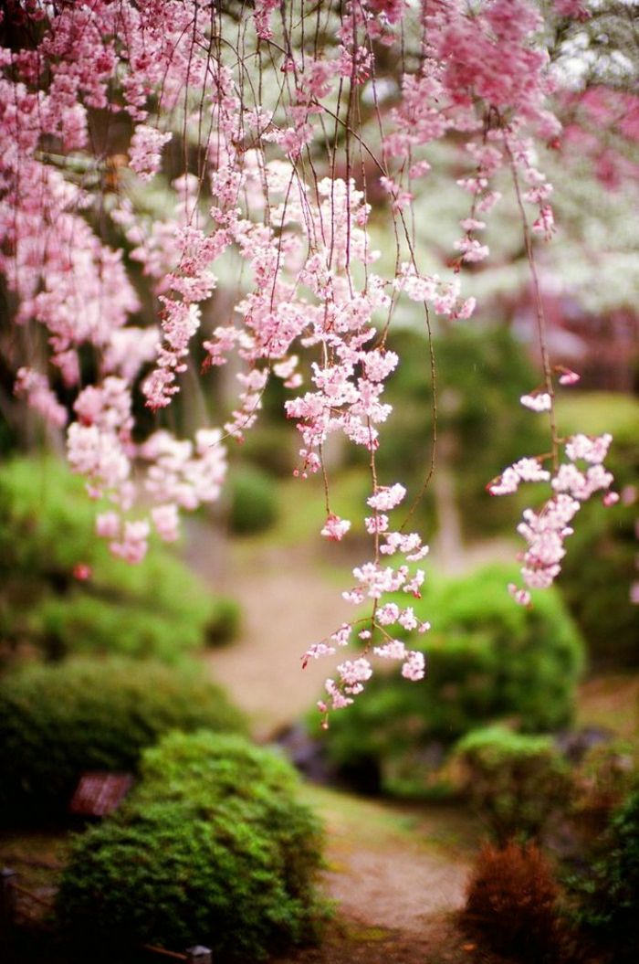 Zen Garden v japonskom pink Blossom