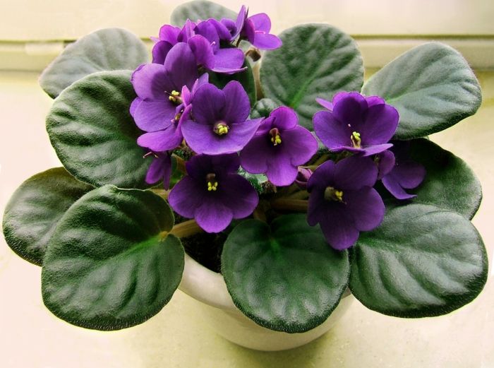 Afrikos violetinės, tamsiai violetinės gėlės, deramai palaiko kambarinius augalus, pažįsta gėlių pasaulį