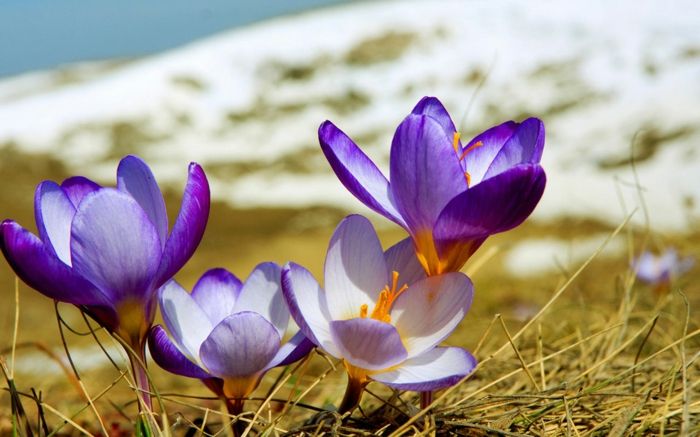 Purpuriniai krokuzai, gražūs pavasario pasiuntiniai. Sniegas kaip fonas, mėgstantis gamtą