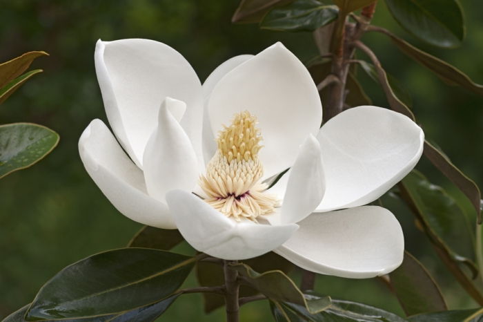 Gėlės nuo A iki Z, subtilus magnolija, didelės gėlės, informacija ir nuotraukos gėlių tema