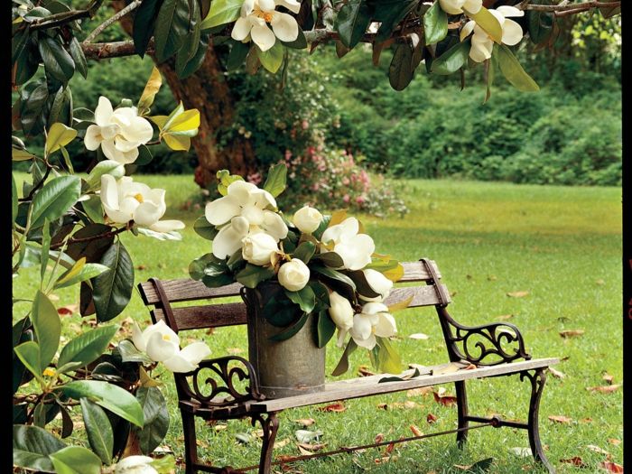 biela magnólie, veľké, krásne kvety, kytice kvetov na drevenej lavici, krajiny a informácie o kvetinách