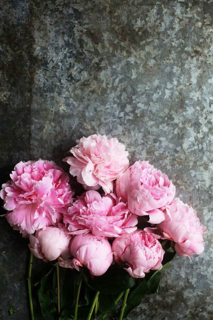 ružové pivonky, perfektné kvety pre svadobné kytice, vintage štýl