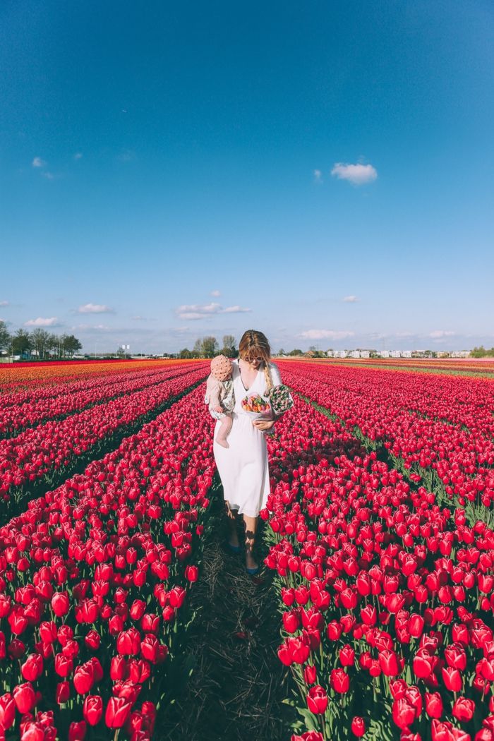 Tulpių laukai Olandijoje, daugybė raudonųjų tulpių, moterys su kūdikiu, du puokštės