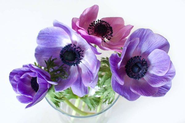 anemonă-violet-roz-și decorațiuni florale