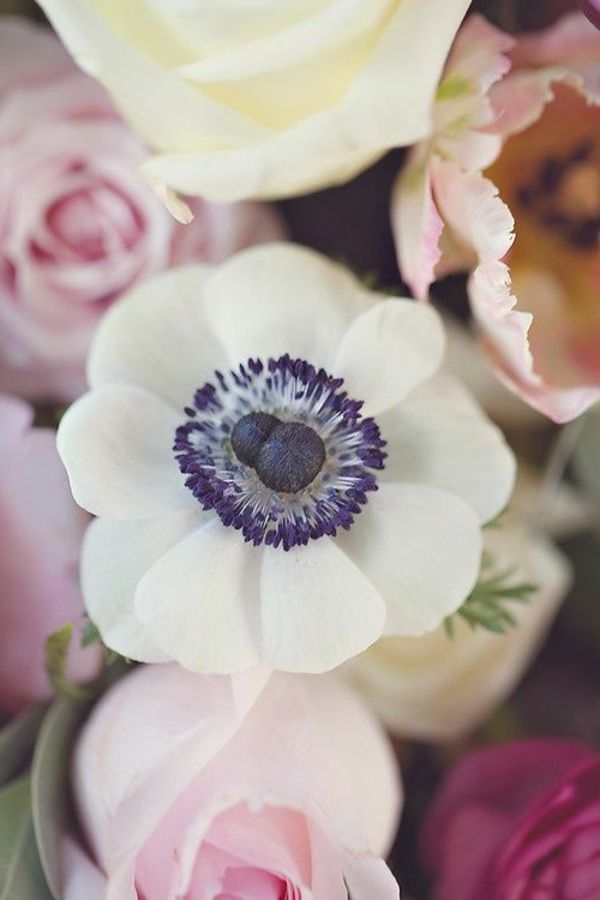 anemone, alb și roz-tulpen--