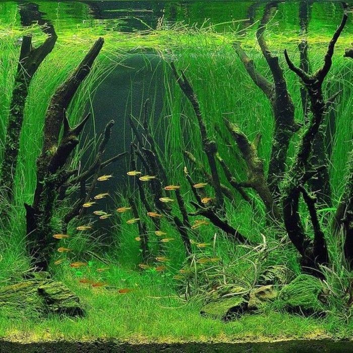 akvarium-deco-med-växt-vattenväxt-aste-small-fisk-sand-akvarium-anordning