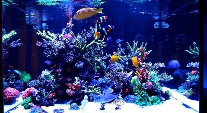 akvarium-akvarium make-anordning-för-akvarium-med-havsvatten vatten fisk-coral-