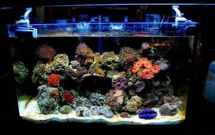 akvarium-anordning-korall akvarium-anordning-sand-blått-ljus-akvarium-deco