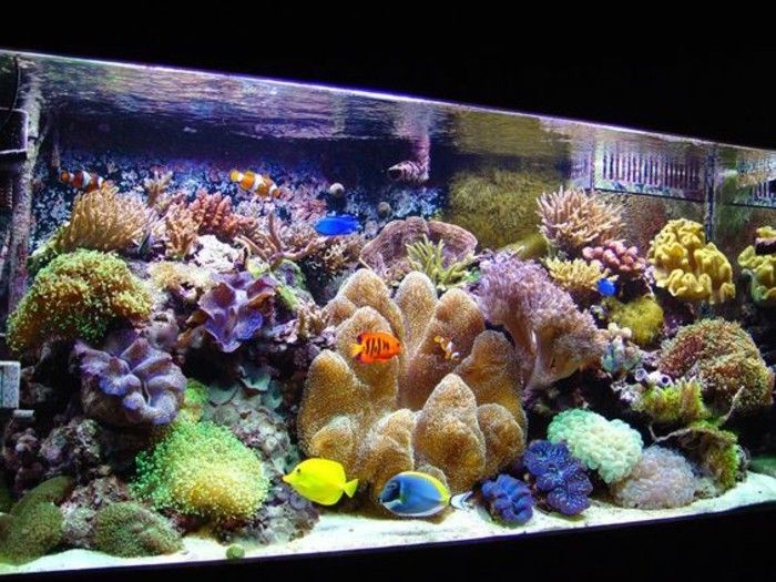 akvarium-enhet-till-Koralen-and-sand-sjögräs akvarium-uppsättning