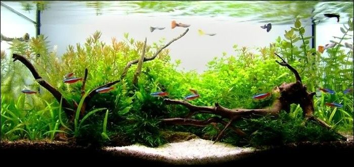 akvarium-for-fisk ännu-set-akvarium-design-akvarium-deco-akvarier växter