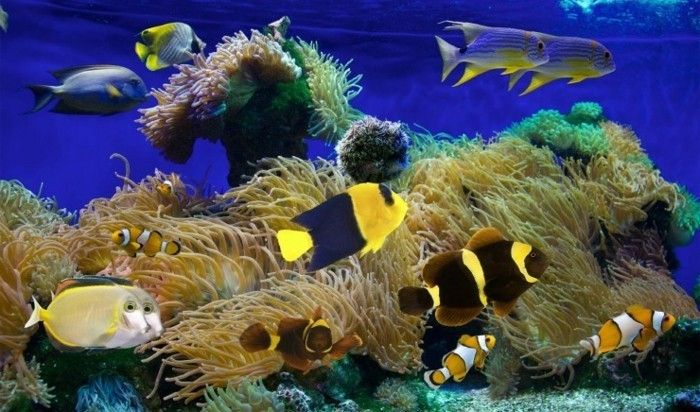 akvarium-for-small-exotiska vatten fisk Coral akvarium-design-akvarium-deco