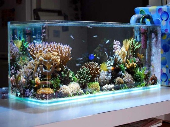 skräddarsy Coral-sjögräs-small-fisk akvarium-akvarium-design-